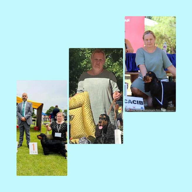 Cocker spaniel angielski