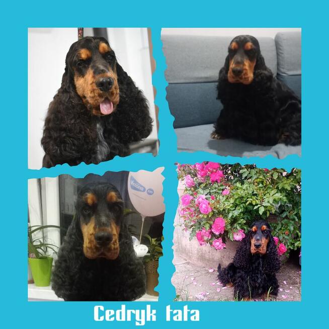 Cocker spaniel angielski