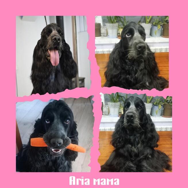 Cocker spaniel angielski