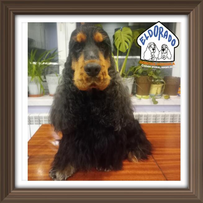 Cocker spaniel angielski