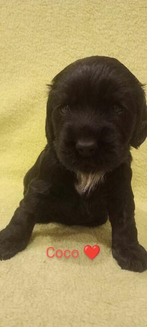 Cocker spaniel angielski