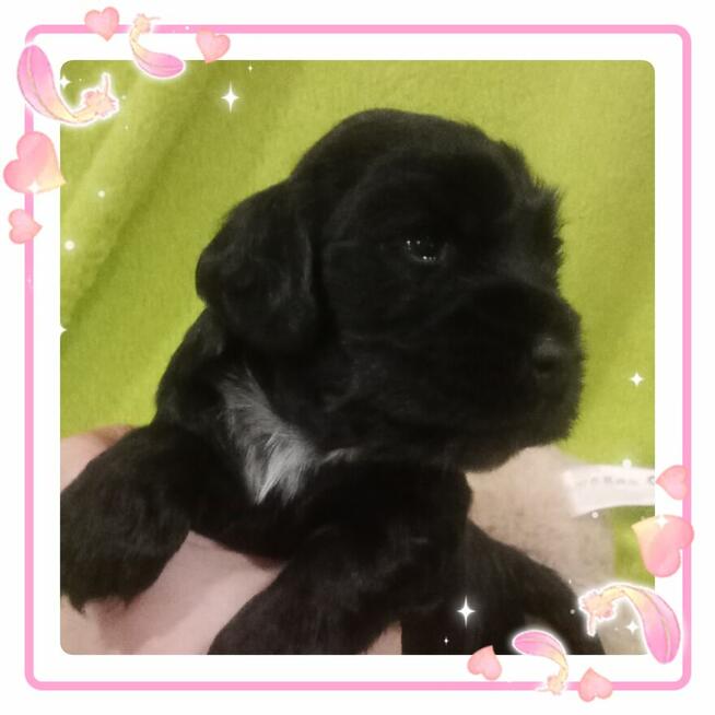 Cocker spaniel angielski