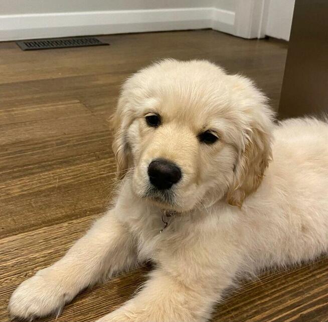 Szczenięta Golden Retriever – Zdrowe, Wesołe i Gotowe do Now
