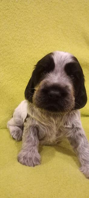 Cocker spaniel angielski