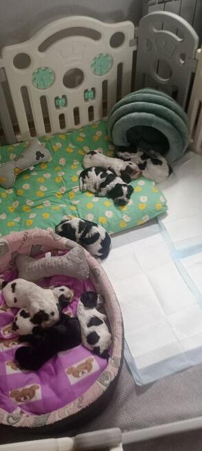 Cocker spaniel angielski