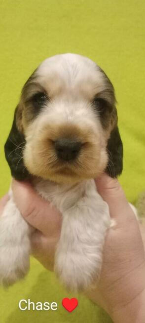 Cocker spaniel angielski