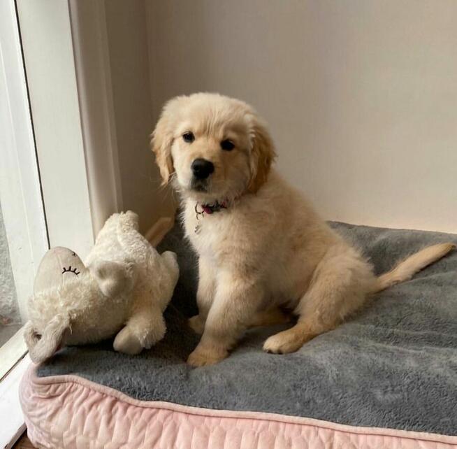 Szczenięta Golden Retriever – Zdrowe, Wesołe i Gotowe do Now