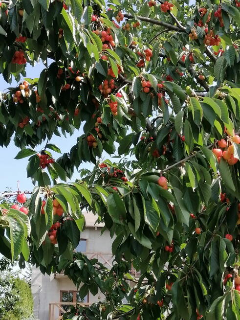 Nowy dom do wykończenia