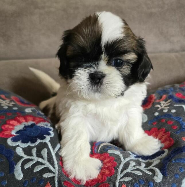 Urocza suczka Shih tzu ,zarezerwowana