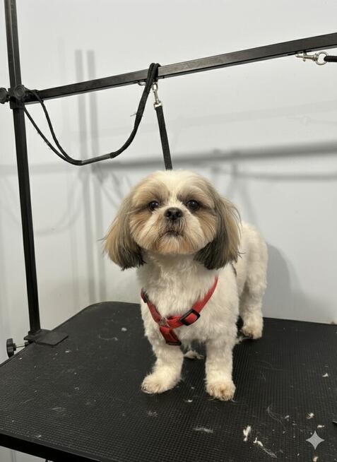 Psi Fryzjer Bielsko-Biała/strzyżenie psów/groomer