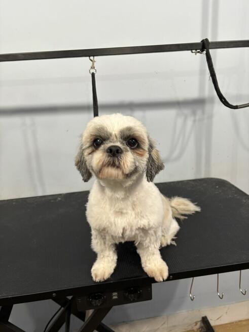 Psi Fryzjer Bielsko-Biała/strzyżenie psów/groomer