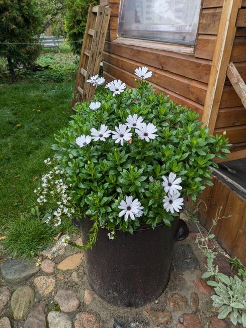 Działka ROD, Witkowo