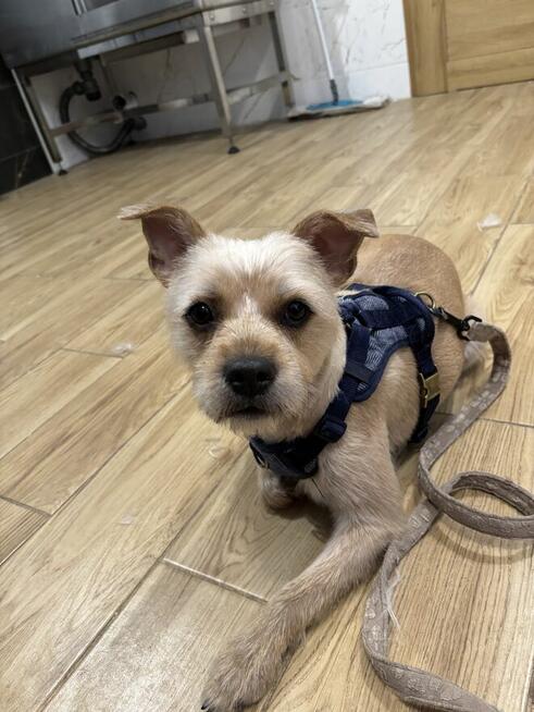 Psi Fryzjer Bielsko-Biała/strzyżenie psów/groomer