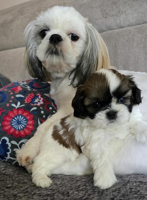 Urocza suczka Shih tzu ,zarezerwowana