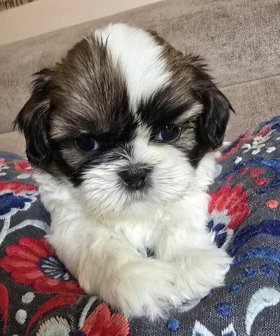 Urocza suczka Shih tzu ,zarezerwowana