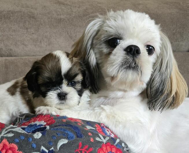 Urocza suczka Shih tzu ,zarezerwowana