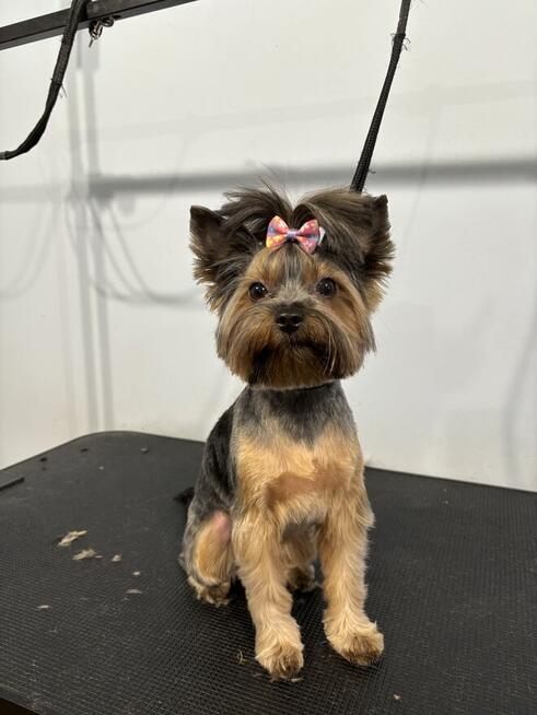 Psi Fryzjer Bielsko-Biała/strzyżenie psów/groomer