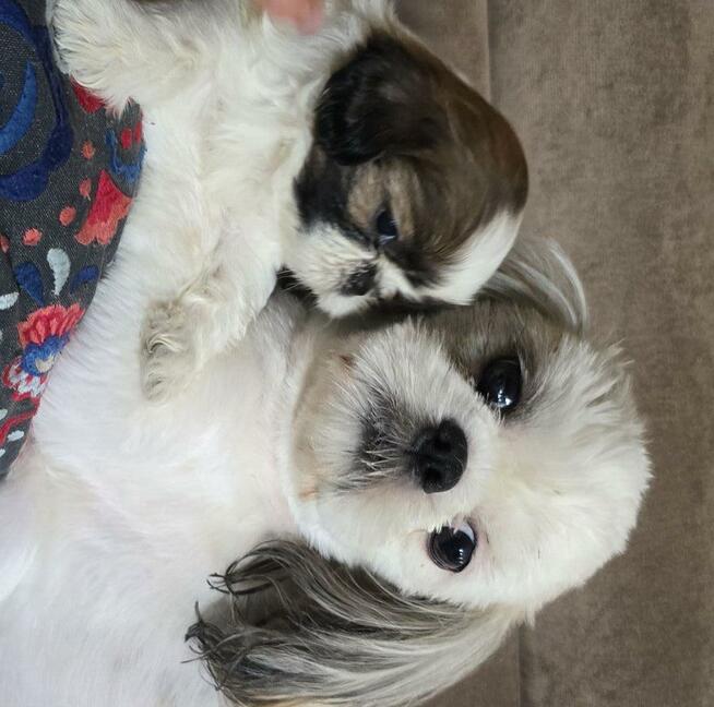 Suczka Shih tzu ,tri color