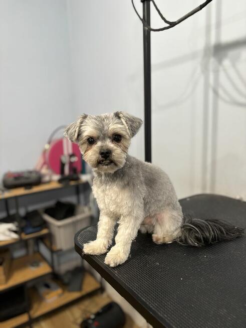 Psi Fryzjer Bielsko-Biała/strzyżenie psów/groomer