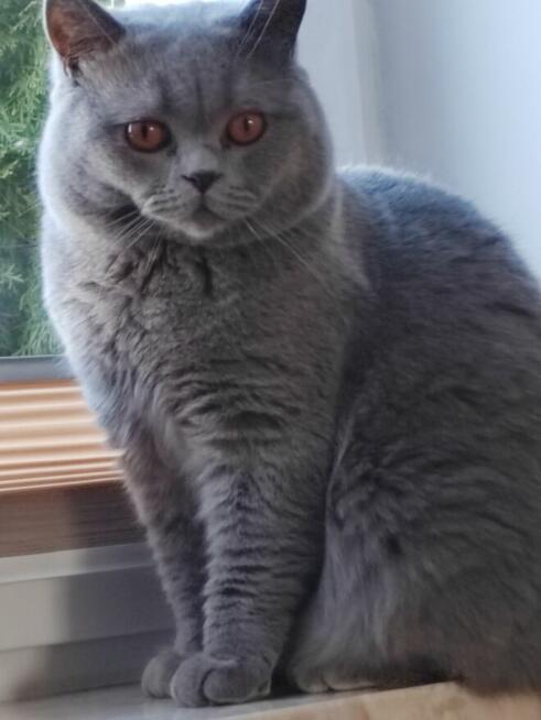 Kocur brytyjski - krycie