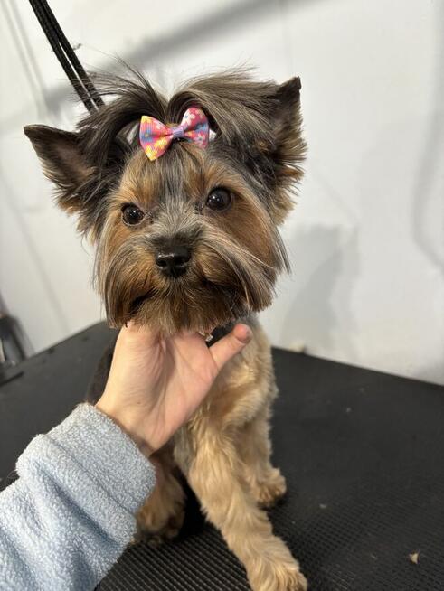 Psi Fryzjer Bielsko-Biała/strzyżenie psów/groomer