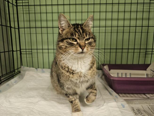 Śliczna, miziasta koteczka B07/063