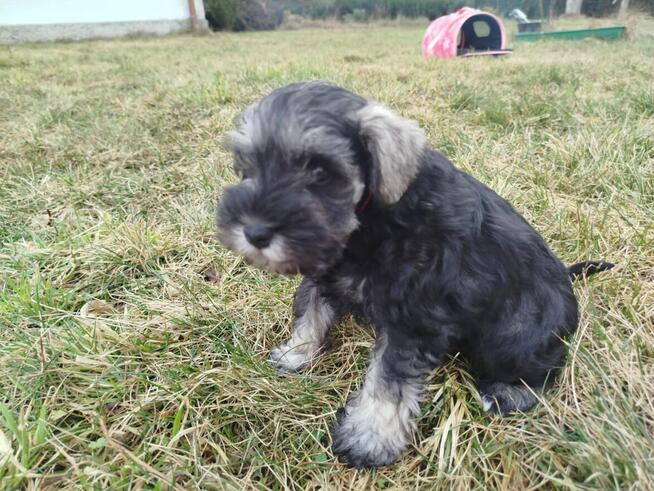 Sznaucer Miniaturowy ZKwP/FCI