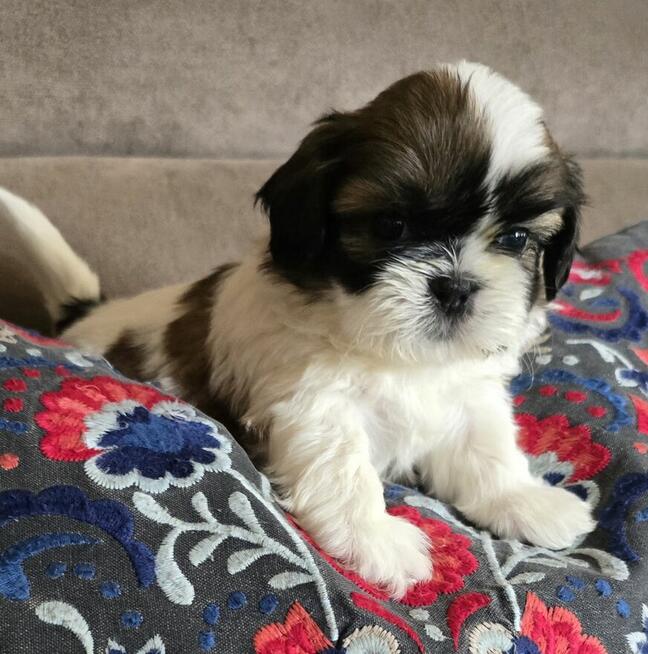 Szczeniaki Shih tzu