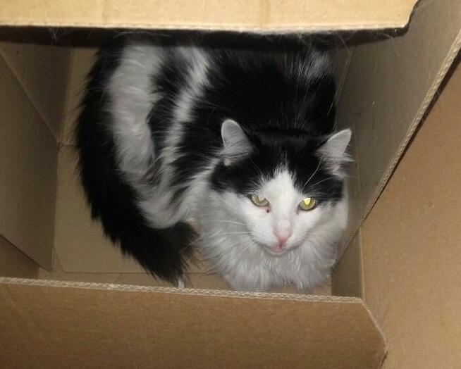 Długowłosy Funio na jedynaka 12 mies.