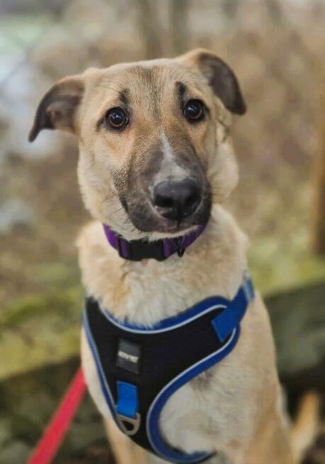 NORA - psie dziecko szuka najlepszego domu