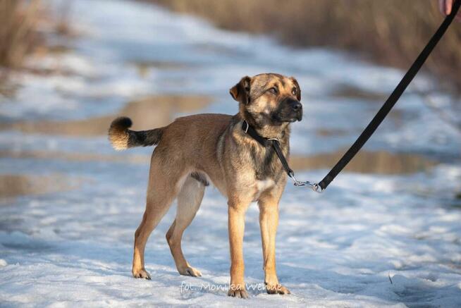 Koralik czeka na wymarzony dom