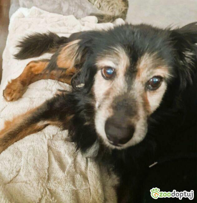 DZIADZIO - nie chce wracać do schroniska, ADOPTUJ!