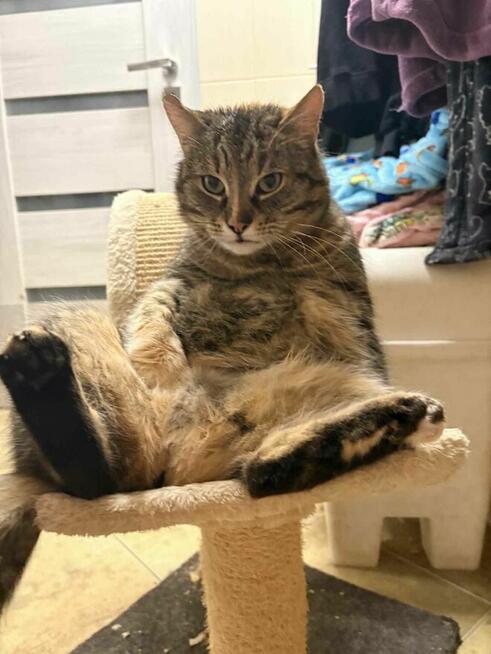 Śliczna zielonooka kotka czeka na dom