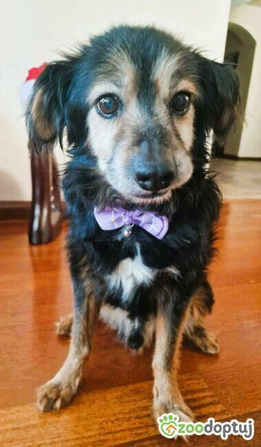 DZIADZIO - nie chce wracać do schroniska, ADOPTUJ!