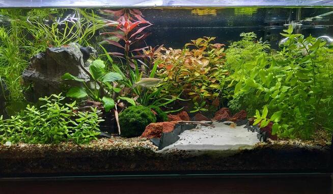 Zakładanie i serwis akwarium