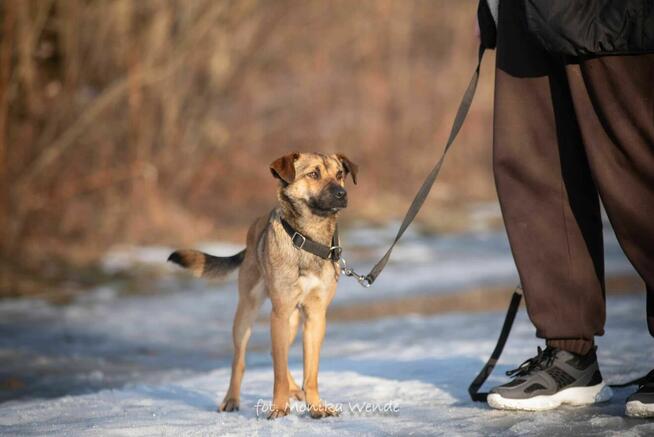 Koralik czeka na wymarzony dom