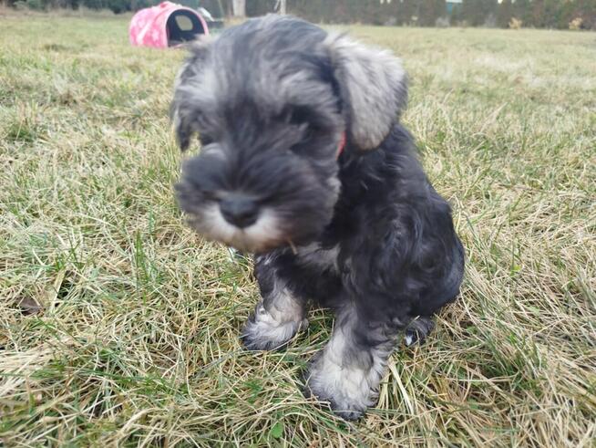 Sznaucer Miniaturowy ZKwP/FCI