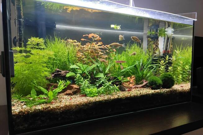 Zakładanie i serwis akwarium