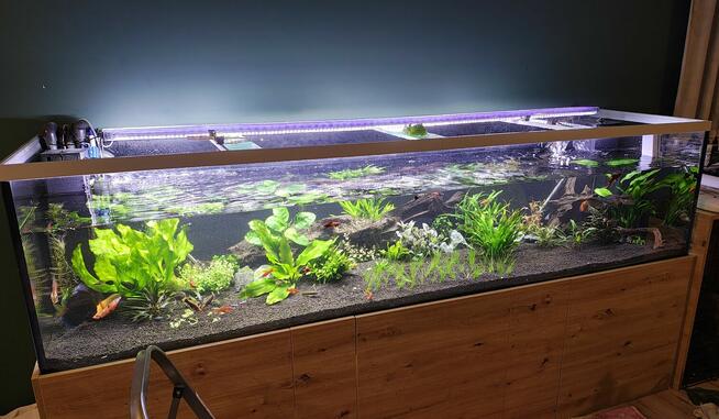 Zakładanie i serwis akwarium