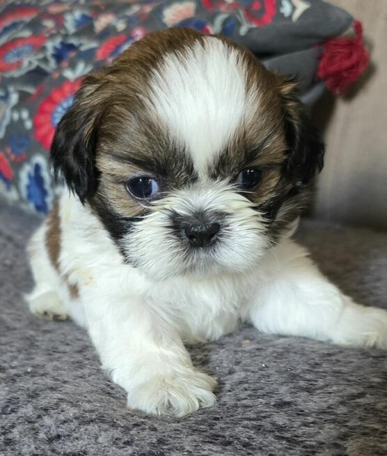 Szczeniaki Shih tzu