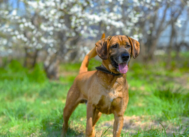 Baron - wyjątkowy pies w typie posokowca szuka domu