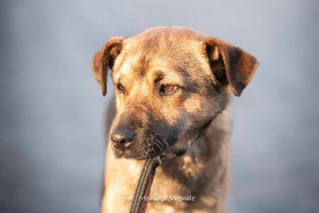 Koralik czeka na wymarzony dom