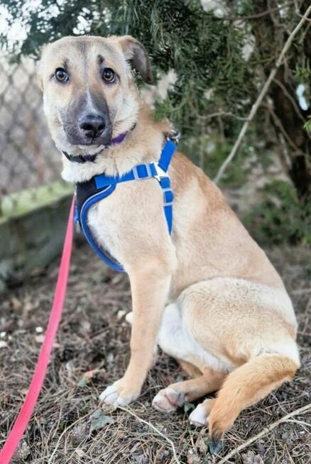 NORA - psie dziecko szuka najlepszego domu