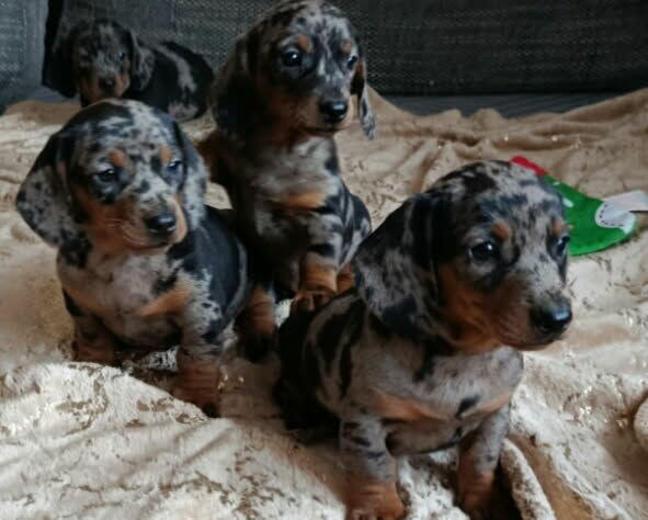 Jamnik krótkowłosy merle