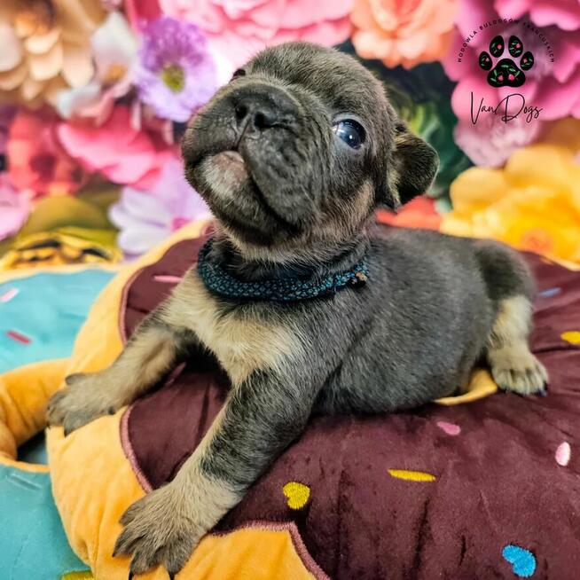 Cudowne maluchy buldożki