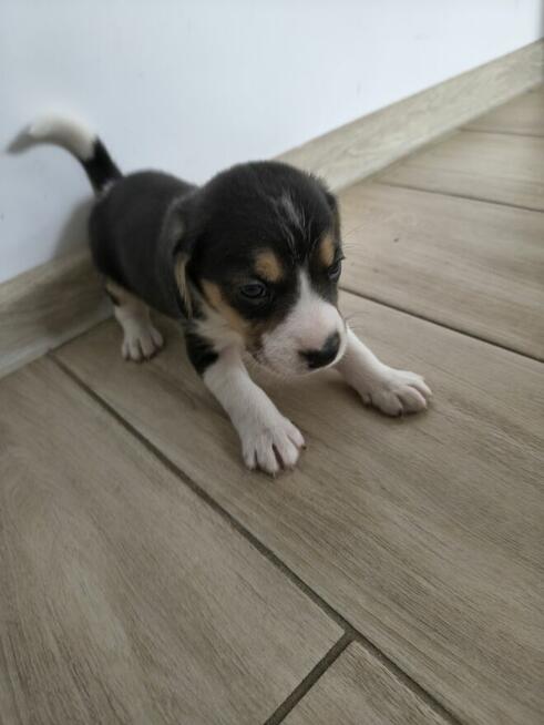 Psy bigle do adopcji