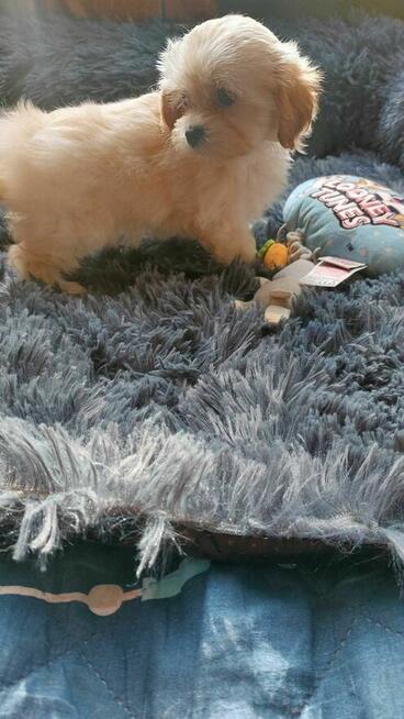 Śliczne szczeniaki Maltipoo oklice Warszawy