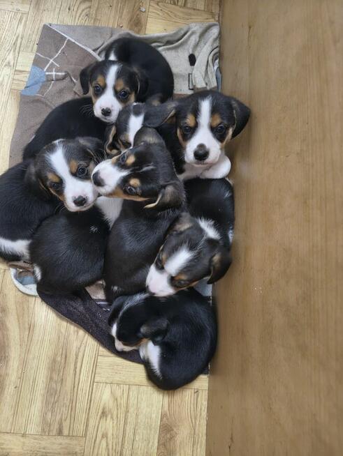 Psy bigle do adopcji