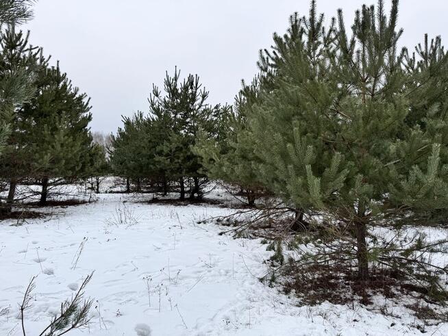 Pilnie! Działka 1000 m² w spokojnej okolicy (do negocjacji)