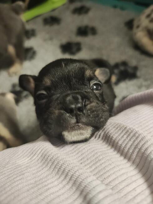 Cudowne maluchy buldożki